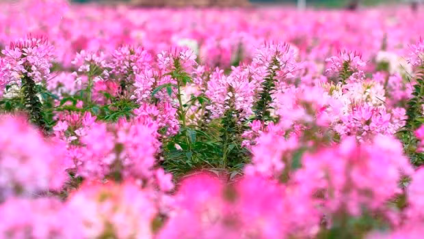 Hoa túy điệp nở từ tháng 7 đến tháng 10. Ảnh tapchicongso.