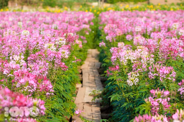 Ngoài ra, hoa túy điệp còn có tên gọi khác là hồng ri cảnh hay hoa chiêu quân hay hoa nhện vì hoa có những nhị và nhụy dài y như những sợi tơ nhện. Ảnh hatgionghoaqua.