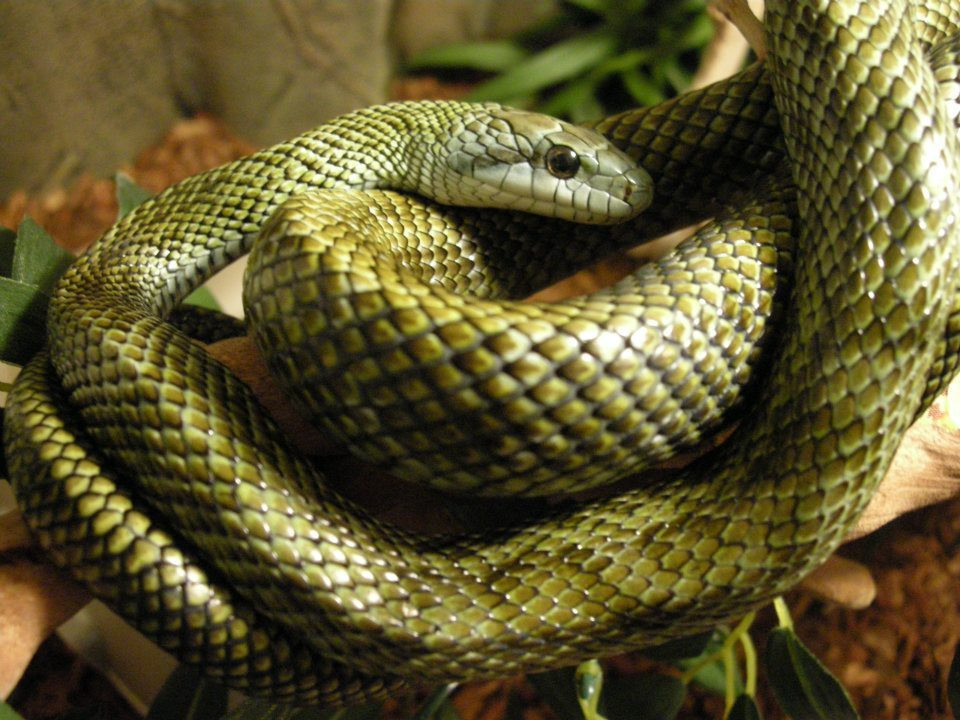 Rắn ninja không có độc và vô hại với con người. Chúng chỉ bắt chuột, ếch, thằn lằn, chim non... Ảnh tumblr.