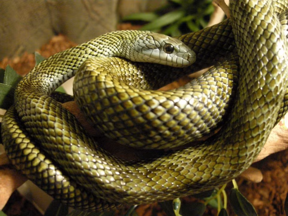 Rắn ninja không có độc và vô hại với con người. Chúng chỉ bắt chuột, ếch, thằn lằn, chim non... Ảnh tumblr.