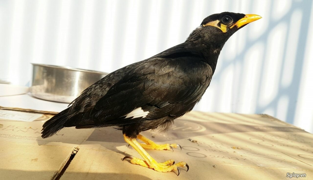 Ở miền Nam, chim nhồng sinh sống tại các khu rừng Bình Long, Phước Long, Chơn Thành, Lộc Ninh, Bù Đăng, Bù Đốp… Ảnh 5giay.