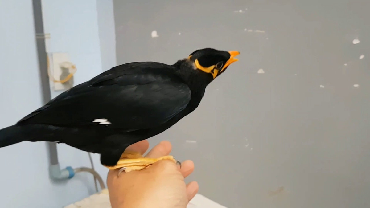 Ở miền Bắc, chim nhồng sống nhiều ở tỉnh Lạng Sơn và các vùng phụ cận.Trong khi đó, tại miền Trung, loài chim này sống với số lượng khá nhiều tại Kẻ Bàng tỉnh Quảng Bình, nơi có nhiều núi đá vôi và rừng nguyên sinh bạt ngàn. Ảnh ytimg.