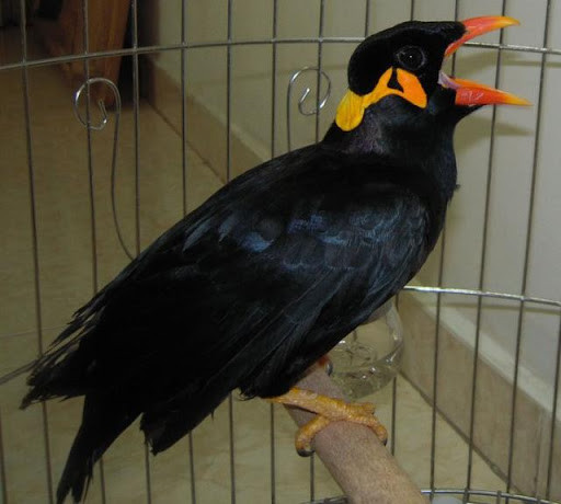 Mặc dù hiện nay trên thế giới có nhiều giống chim nhồng nhưng không phải giống nào cũng có khả năng kỳ diệu nhái được giọng người. Ảnh lamnong.