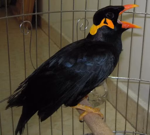 Mặc dù hiện nay trên thế giới có nhiều giống chim nhồng nhưng không phải giống nào cũng có khả năng kỳ diệu nhái được giọng người. Ảnh lamnong.