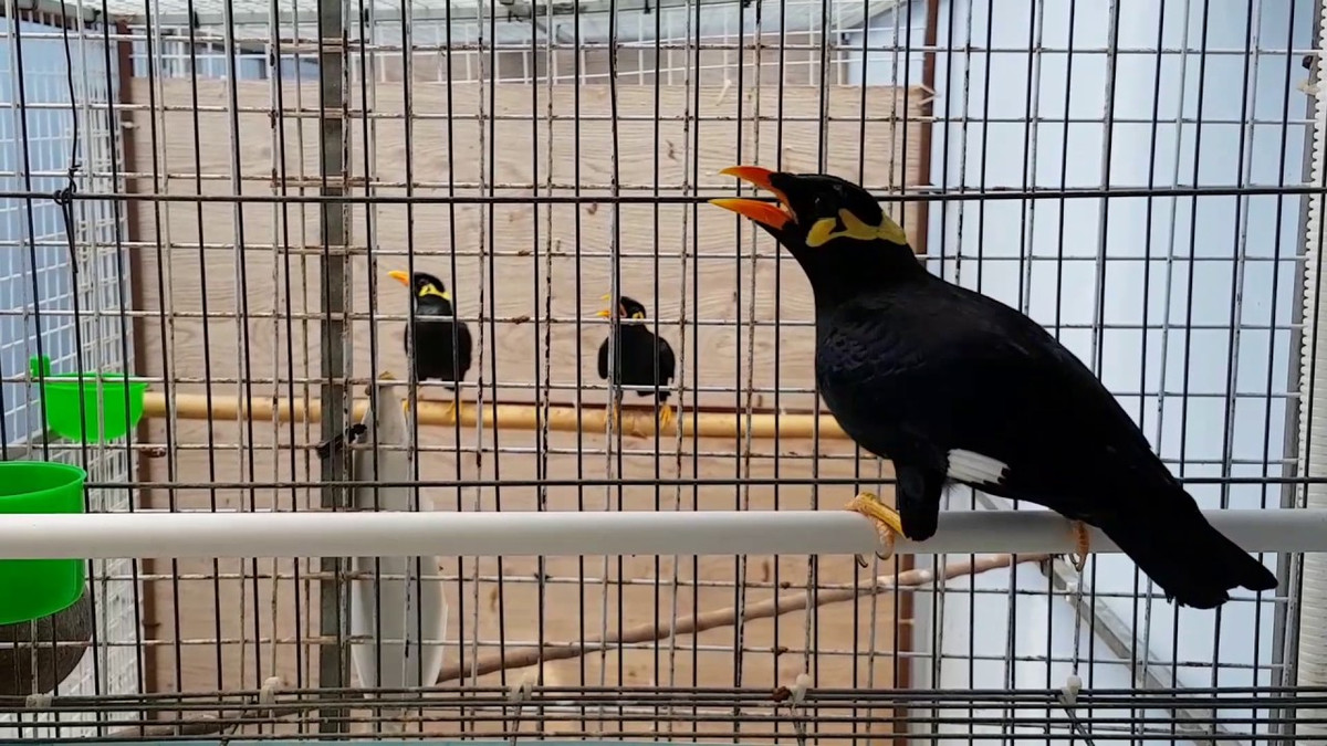 Ở Việt Nam, chim nhồng phân bố từ Bắc tới Nam, tuy nhiên không phải tỉnh nào cũng có chim nhồng. Thay vào đó, loài chim này sống theo vùng - những nơi có địa thế và khí hậu thích hợp với chúng. Ảnh ytimg.