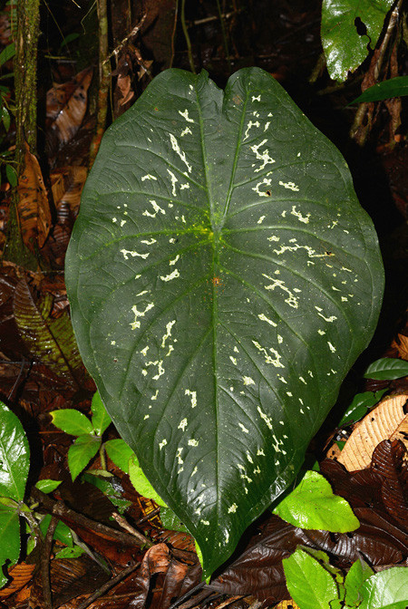  Cây tai voi có tên khoa học là Caladium steudneriifolium, là loài cây độc đáo nhiều người sẽ thấy khá quen thuộc. Ảnh aroidpictures.