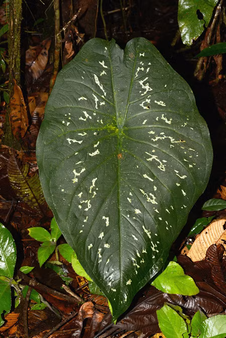  Cây tai voi có tên khoa học là Caladium steudneriifolium, là loài cây độc đáo nhiều người sẽ thấy khá quen thuộc. Ảnh aroidpictures.