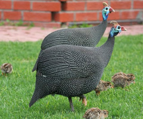 Vì vậy, người ta phân biệt gà sao trống và gà sao mái dựa vào sự khác nhau trong tiếng kêu của từng cá thể. Ảnh Blogspot.