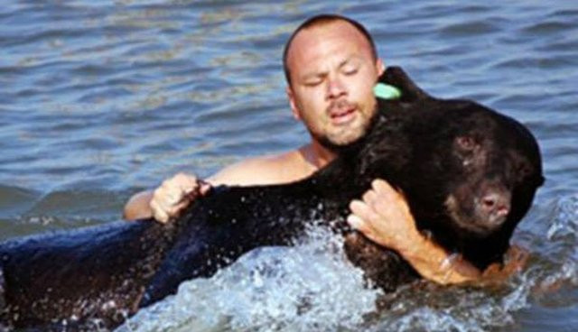 Người đàn ông dũng cảm này đã lao thân mình xuống biển để cứu mạng chú gấu nặng tới 180kg.