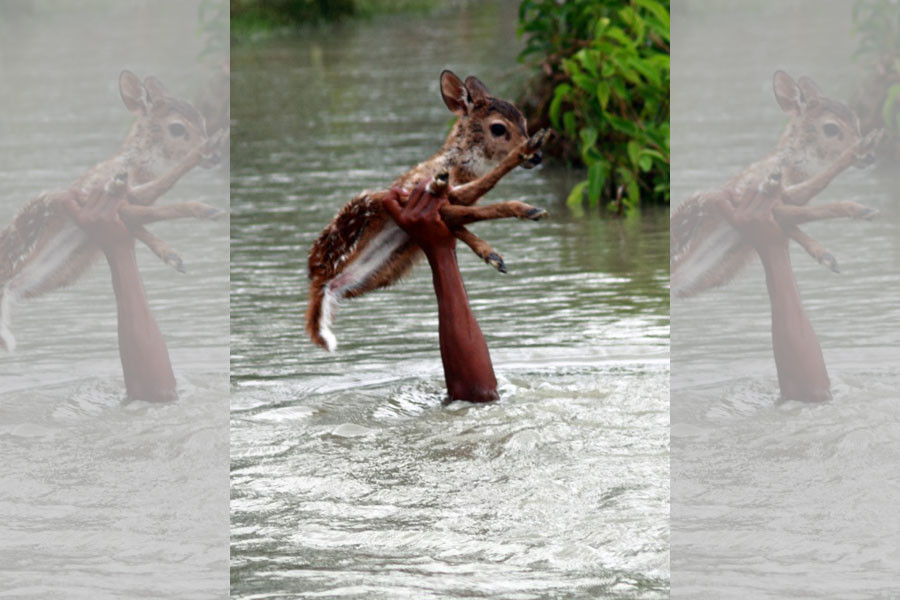 Hình ảnh cánh tay nắm chặt một chú hươu nhỏ nhô lên khỏi dòng nước lũ khiến ta không khỏi xúc động.