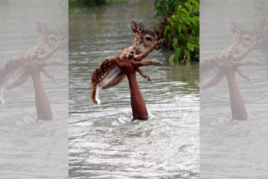Hình ảnh cánh tay nắm chặt một chú hươu nhỏ nhô lên khỏi dòng nước lũ khiến ta không khỏi xúc động.