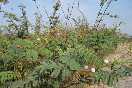 Không chỉ là loài thực vật xâm lấn, cây mắt mèo còn là loại cây có độc. Trong hạt của nó có chứa độc tố mimosine, khi uống vào cơ thể liều cao có thể gây chết người. Ảnh baogialai.