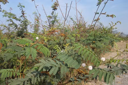 Không chỉ là loài thực vật xâm lấn, cây mắt mèo còn là loại cây có độc. Trong hạt của nó có chứa độc tố mimosine, khi uống vào cơ thể liều cao có thể gây chết người. Ảnh baogialai.