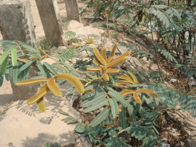 Bên cạnh đó, lông tơ của quả mắt mèo chứa chất độc serotonin, mucunain gây ngứa và rộp da nếu chạm phải. Ảnh baodaklak.