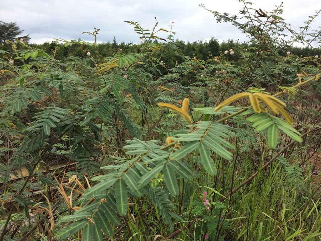 Thậm chí, ở Thái Lan, cây mắt mèo trước đây được trồng với mục đích chống xói mòn nhưng hiện nay, nó đã trở thành một loài cây dại nguy hiểm. Ảnh binhphuoc.