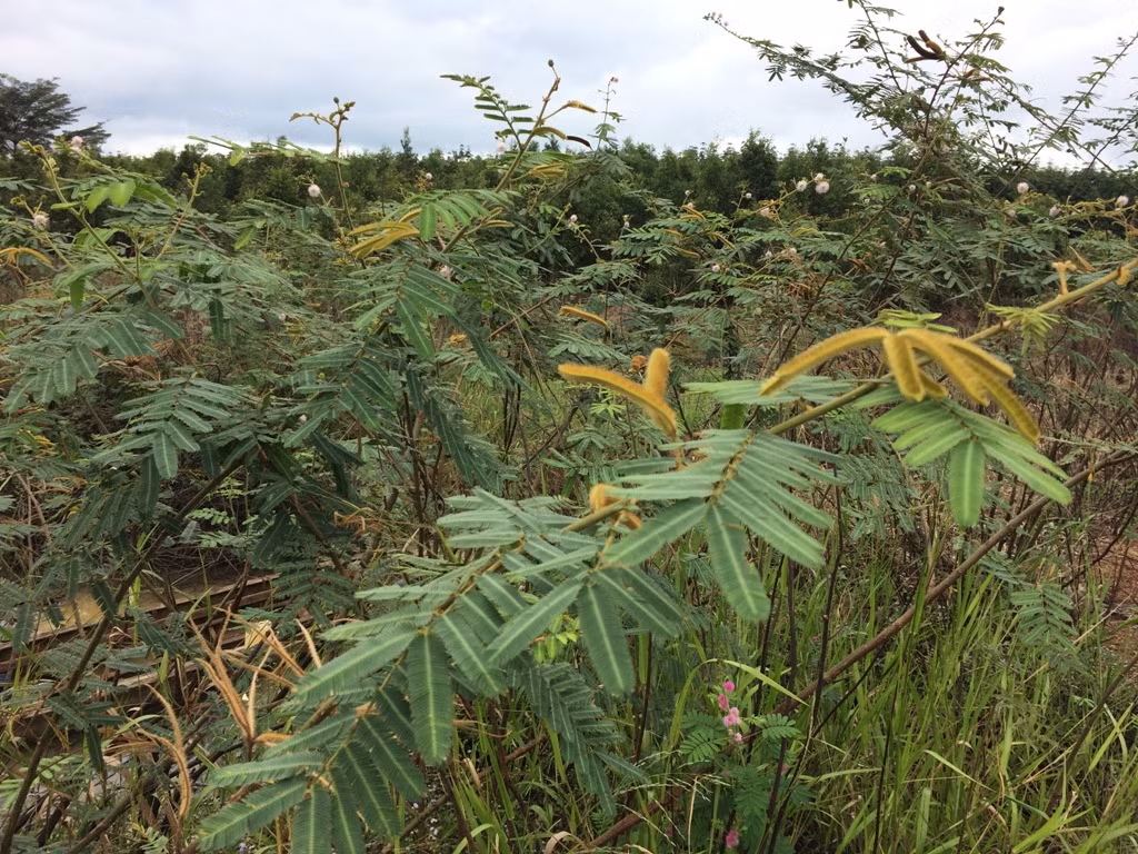 Thậm chí, ở Thái Lan, cây mắt mèo trước đây được trồng với mục đích chống xói mòn nhưng hiện nay, nó đã trở thành một loài cây dại nguy hiểm. Ảnh binhphuoc.