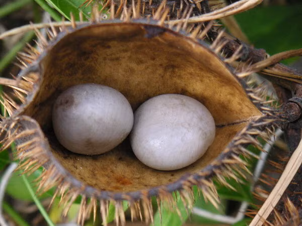 Ở một số quốc gia như Úc, Indonesia, Malaysia, Thái Lan và Việt Nam, cây mắt mèo được xem loài thực vật xâm thực nguy hiểm. Ảnh: kcmdanang.