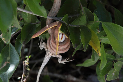 Rắn mũi lá đẻ trứng để duy trì nòi giống. Ảnh blogspot.