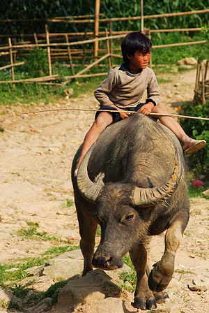 Trâu ngố ở Lục Yên (Yên Bái), Hàm Yên (Tuyên Quang) và Chiêm Hóa (Tuyên Quang) nổi tiếng cả nước là giống trâu ngố to khỏe. Đặc biệt, giống trâu ngố Lục Yên là giống trâu tốt, là tài sản quí báu cần được giữ gìn, bảo vệ và phát triển nguồn gen. Ảnh wikimedia.