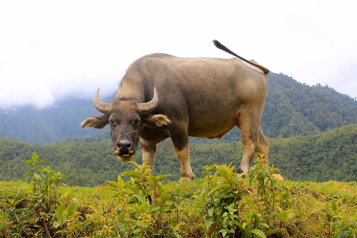 Trâu ngố phần lớn có lông da màu đen, chỉ một số ít (khoảng 5% - 10%) là có lông da màu trắng. Ảnh wikimedia.