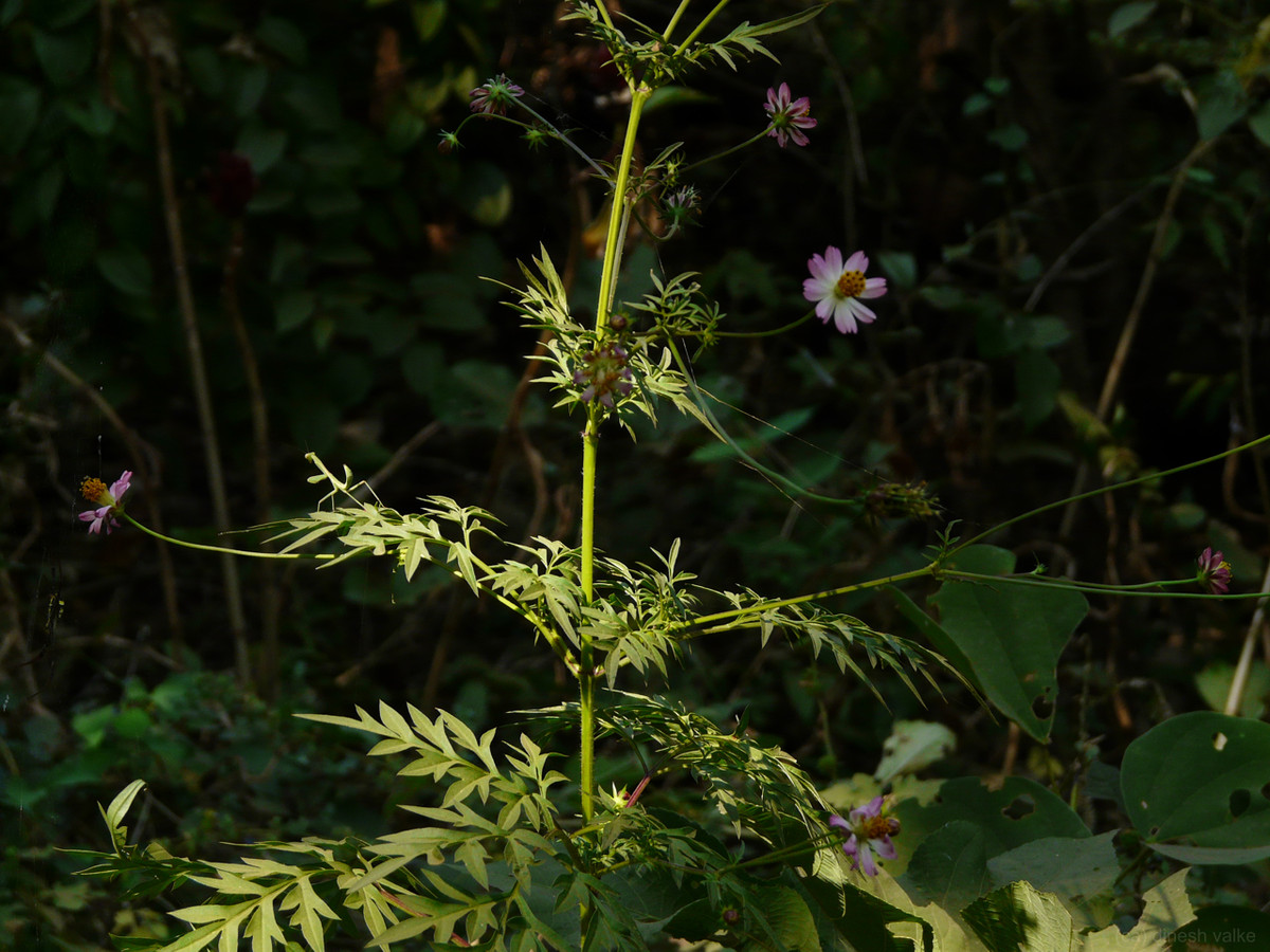  Rau nhái là loài thực vật thuộc Chi cúc tây có hoa màu hồng, mỗi hoa có 5-10 quả, lá kép 3 lần, mọc so le, gốc cuống phát triển thành bẹ. Ảnh wikimedia.