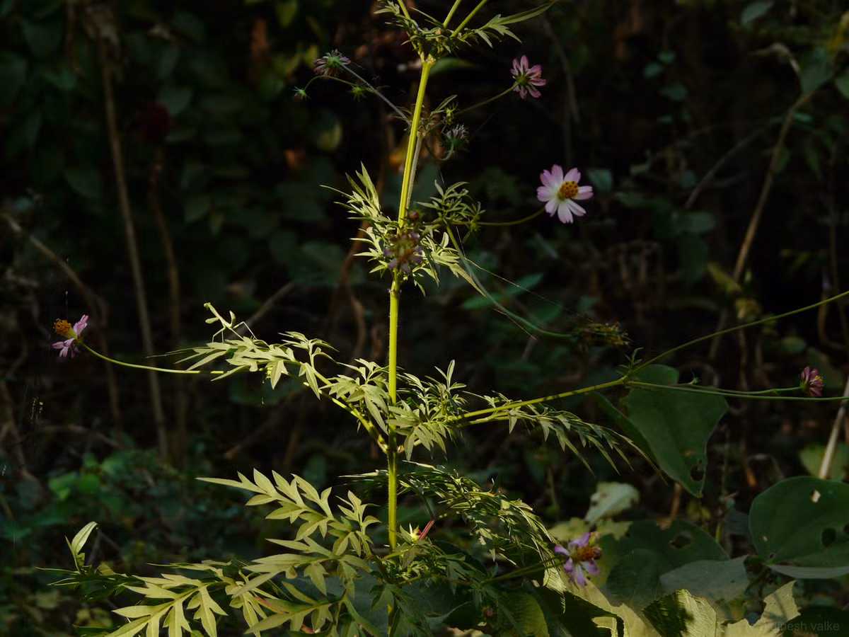  Rau nhái là loài thực vật thuộc Chi cúc tây có hoa màu hồng, mỗi hoa có 5-10 quả, lá kép 3 lần, mọc so le, gốc cuống phát triển thành bẹ. Ảnh wikimedia.