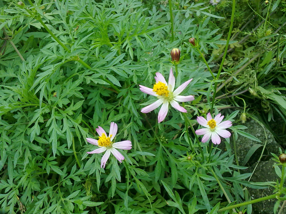 Lá rau nhái dù non hay già đều mềm và ăn sống được với hương vị giống mùi quả xoài nên rất được yêu thích. Ảnh blogspot.