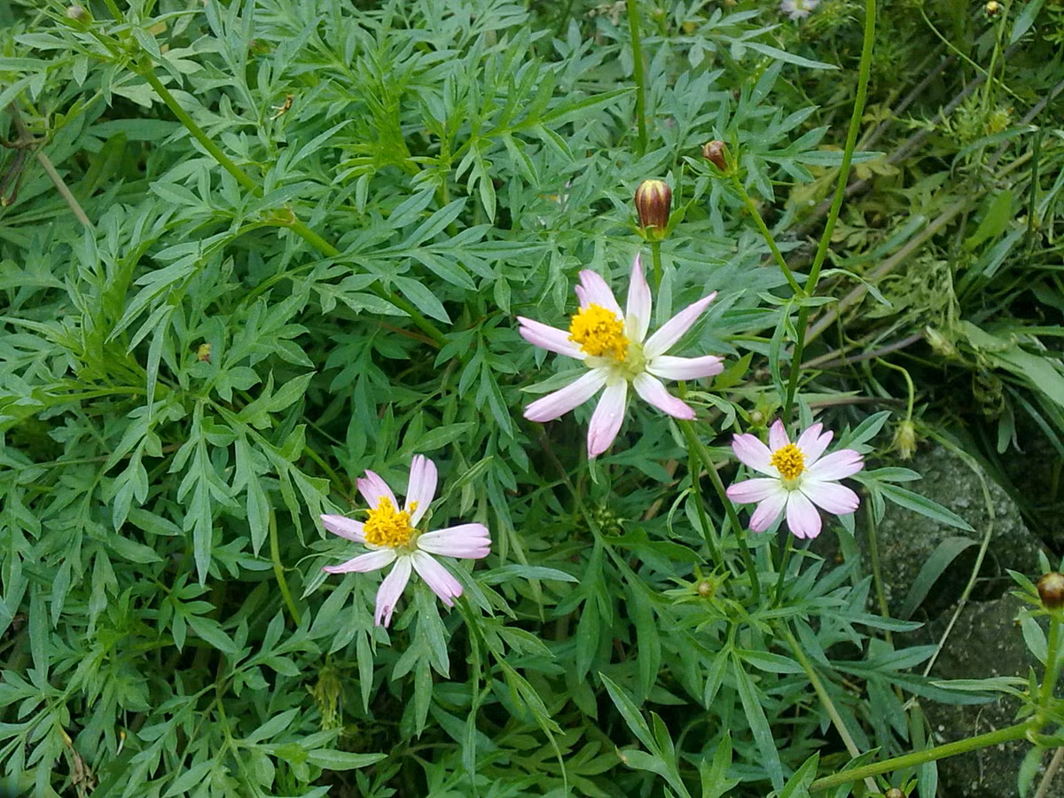 Lá rau nhái dù non hay già đều mềm và ăn sống được với hương vị giống mùi quả xoài nên rất được yêu thích. Ảnh blogspot.