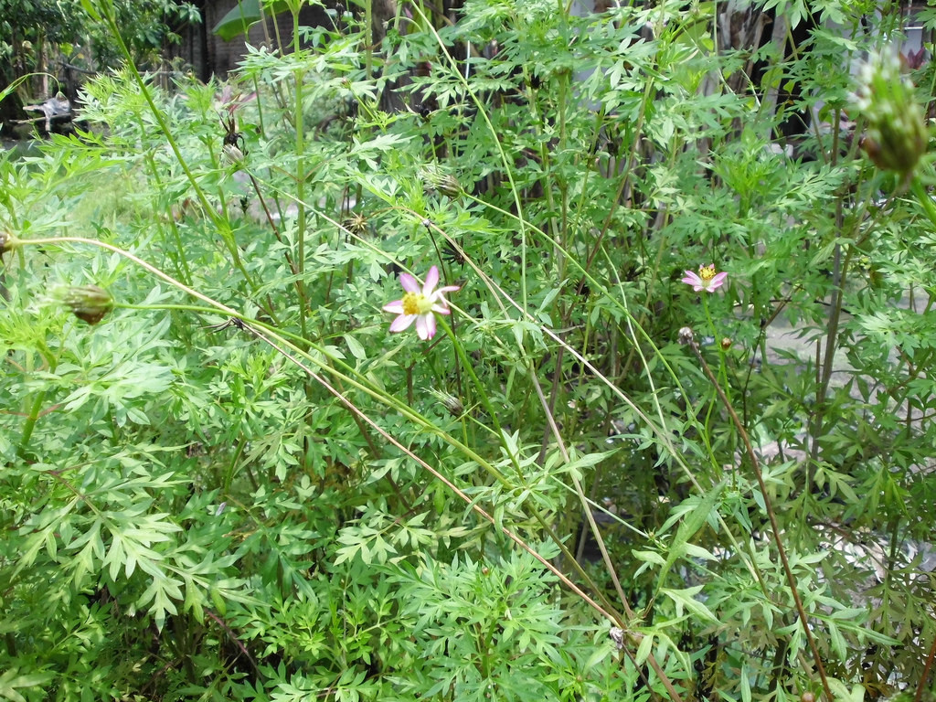 Thậm chí cây rau nhái được mệnh danh là “Vua các loài rau” ở Indonesia từ hàng trăm năm qua nên được ngành Đông và Tây Y của nước này nghiên cứu rất tỷ mỷ. Ảnh staticflickr.