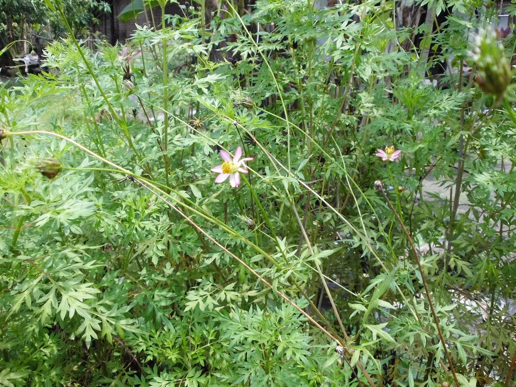 Thậm chí cây rau nhái được mệnh danh là “Vua các loài rau” ở Indonesia từ hàng trăm năm qua nên được ngành Đông và Tây Y của nước này nghiên cứu rất tỷ mỷ. Ảnh staticflickr.