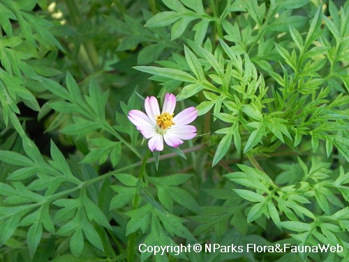 Rau nhái có tên khoa học là Cosmos caudatus. Đây là loài cây thân thảo thường mọc hoang cặp theo bờ ruộng, trên vườn đất ẩm, trên nương, rẫy…Ảnh nparks.