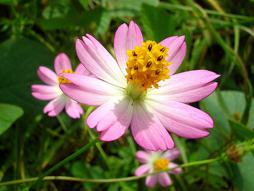 Lá rau nhái dùng để ăn sống, bóp gỏi, xào, nấu, ăn với cá linh, cá đồng kho, thịt kho, mắm kho, ăn với bánh xèo, làm nộm, bóp gỏi, làm nhân bánh tráng cuốn, xào, nấu canh, nhúng lẩu….. Ảnh staticflickr.