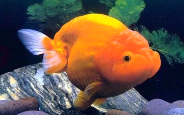 Cá vàng Ranchu có nguồn gốc từ Nhật Bản. Loài cá cảnh không vây này có đặc điểm nổi bật đó là có bướu ở trên đầu và không có vây lưng. Ảnh blogspot.