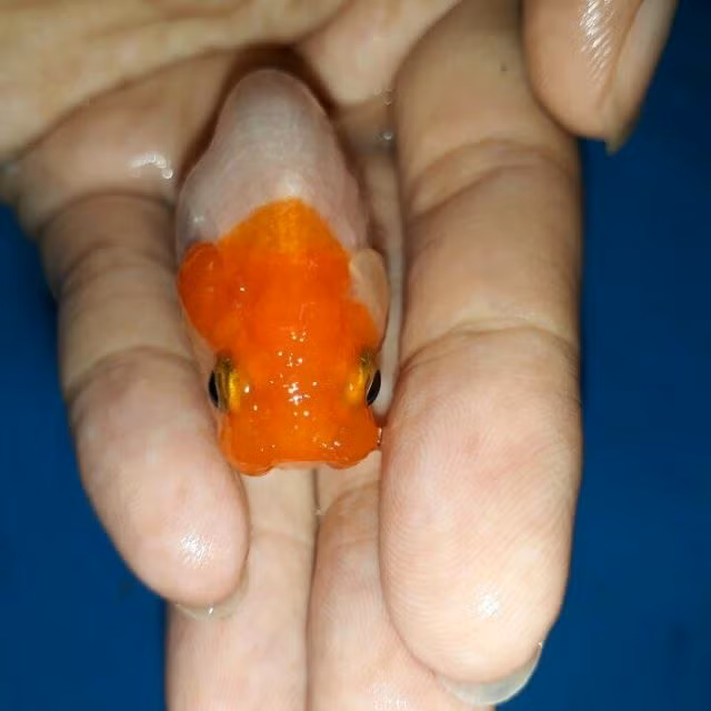 Cá vàng Ranchu có dáng bơi lội khoan thai, cử động nhẹ nhàng và duyên dáng. Ảnh lozi.