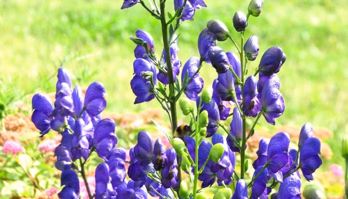 Ở nước ta, cây phụ tử mọc hoang ở vùng Tây Bắc, Hà Tuyên, Hoàng Liên Sơn. Ảnh licdn.