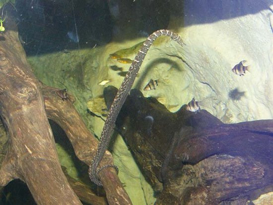 Mỗi lứa, rắn xúc tu cái đẻ từ 5 - 13 con, rắn con có hình dáng giống như rắn trưởng thành. Ảnh khoahoc.