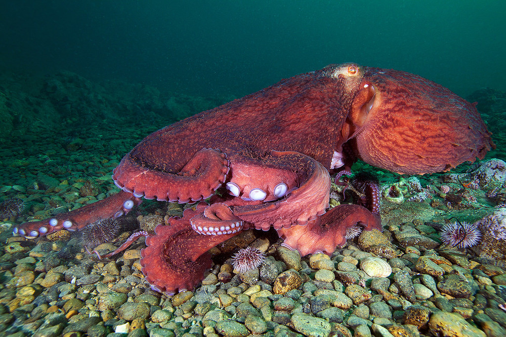 Ở bạch tuộc khổng lồ Thái Bình Dương, con đực và con cái đều chết ngay sau khi sinh. Con bạch tuộc cái có thể đẻ tới 100.000 quả trứng một lần. Ảnh staticflickr.