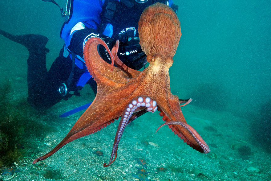 Bạch tuộc khổng lồ Thái Bình Dương rất thông minh. Chúng có thể nhận diện được nhiều khuôn mặt khác nhau cũng như học được cách mở nắp lọ, bắt chước các loài bạch tuộc khác,...Ảnh staticflickr.