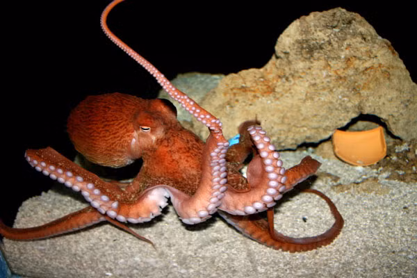  Bạch tuộc khổng lồ Thái Bình Dương là loài sống "thọ" nhất so với đồng loại của chúng trên thế giới. Ảnh nature.