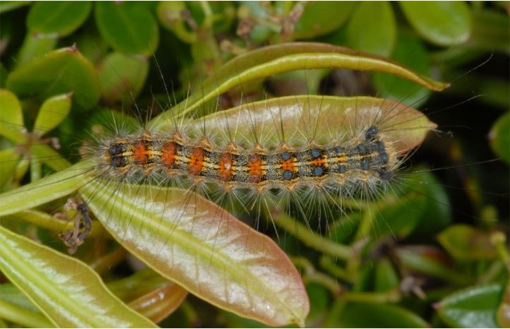 Lý do là sâu róm sồi làm giảm sức sống cũng như tốc độ sinh trưởng, phát triển của cây. Ảnh pyrgus.