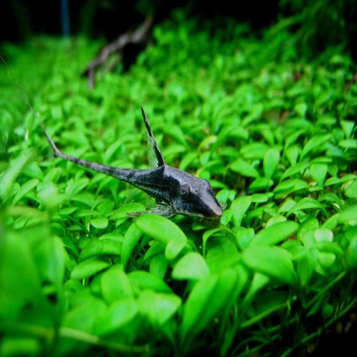 Cá trực thăng cái đẻ từ 50-120 trứng/lần. Sau khi đẻ trứng, cá cái sẽ không còn đóng vai trò gì nữa. Cá đực sẽ canh giữ trứng và ấp cho trứng nở. Ảnh warmaquatics.