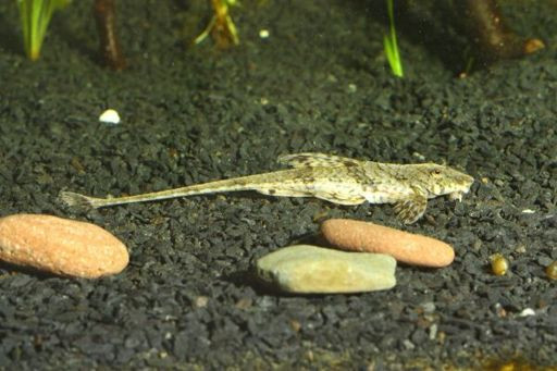 Cá trực thăng ăn các loại rêu tảo, lá cây hư, đồ ăn dư của cá rơi dưới đáy bể, các loại thức ăn cho cá và tép... Ảnh narvii.