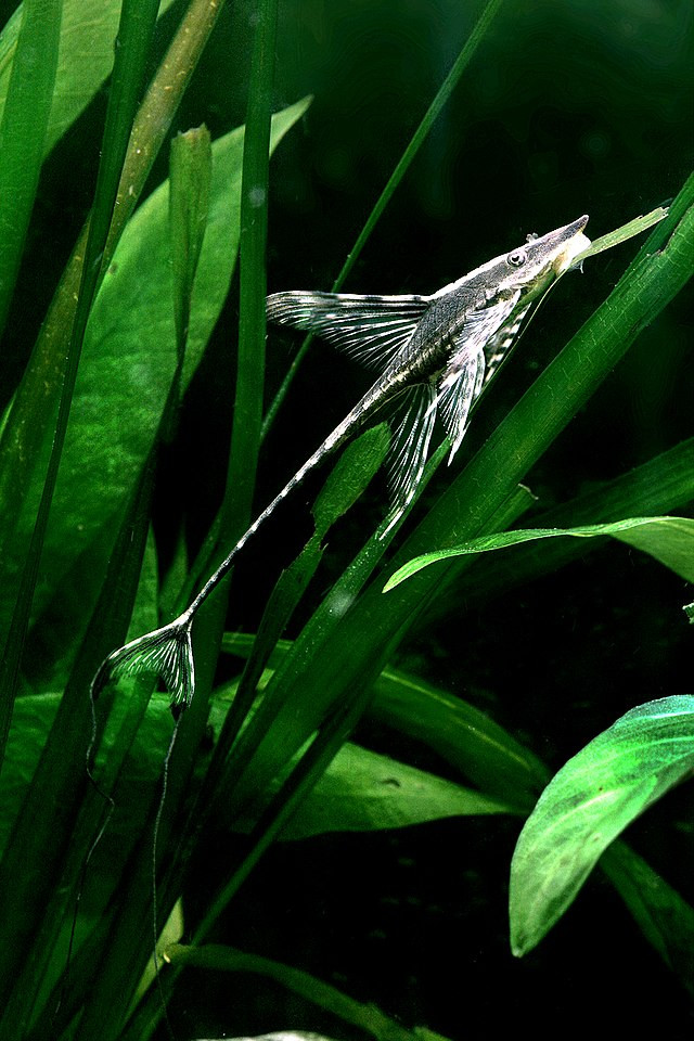 Ở môi trường tự nhiên, cá trực thăng sống tại những nơi có dòng nước chảy nhẹ và có thể phát triển chiều dài đến 15,5cm. Ảnh wikimedia.