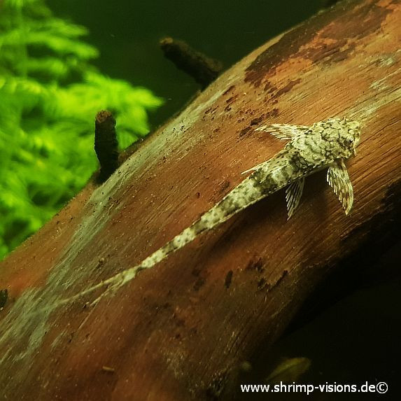 Cá trực thăng là loài cá sống thọ, có thể sống tới trên 10 năm. Ảnh shrimp-vision.