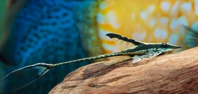  Cá trực thăng là một trong số những loại cá hiền lành nhất. Chúng chỉ trở nên hung dữ khi chuẩn bị sinh con, mang bầu hoặc giữ trứng. Ảnh thuysinhvn.