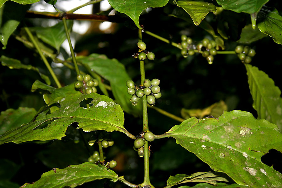 Việt Nam là nước xuất khẩu cà phê vối lớn nhất thế giới. Hiện nay, 905 diện tích trồng cà phê ở nước ta là cà phê vối. Ảnh wikimedia.