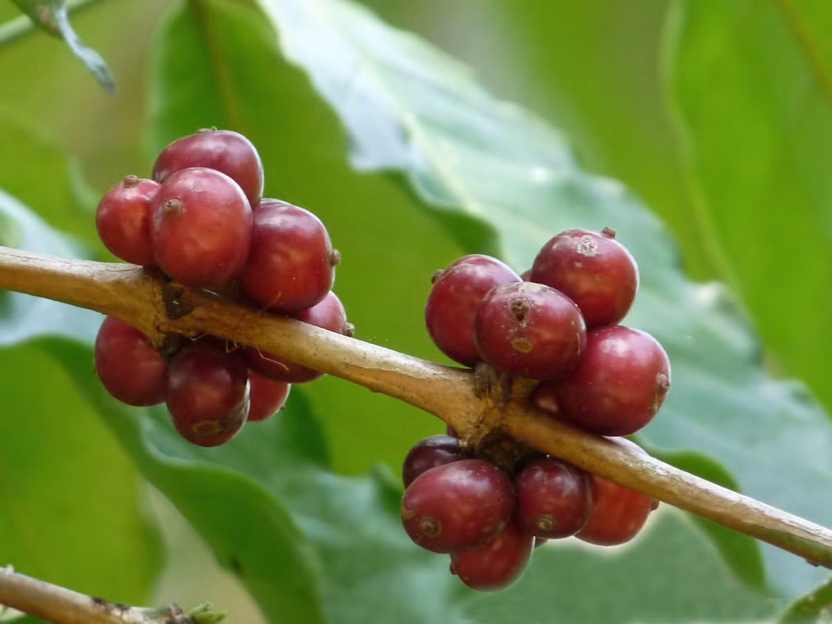Cà phê vối có tên khoa học là Coffea canephora. Đây là một loài cây có dạng thân gỗ hoặc bụi với chiều cao có thể lên tới 10m. Ảnh wikimedia.