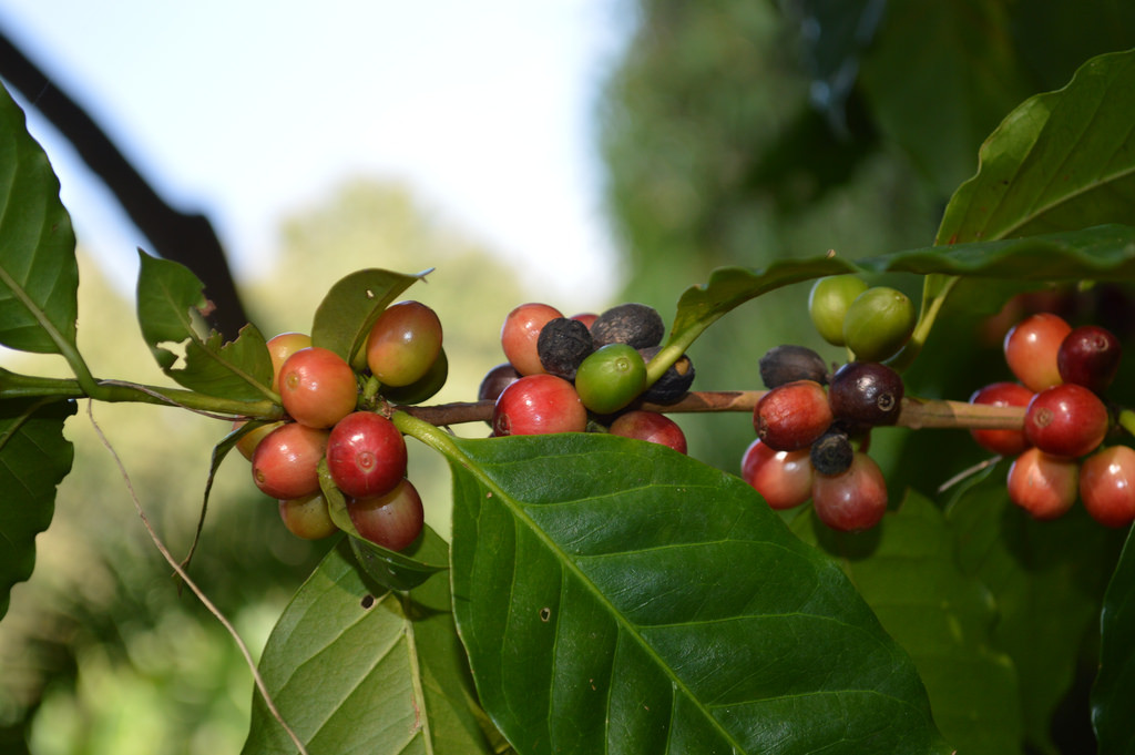 Bên cạnh đó, các quốc gia như Brasil, Indonesia, Ấn Độ, Malaysia, Uganda cũng là những nước xuất khẩu nhiều cà phê vối. Ảnh staticflickr.