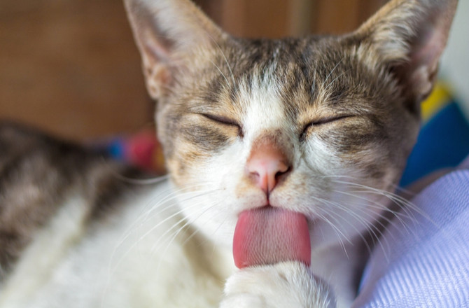 Mèo con mới chào đời có loa tai và ống tai không hoạt động. Chúng chỉ bắt đầu nghe những âm thanh nhỏ vài tuần sau sinh. Ảnh petmd.