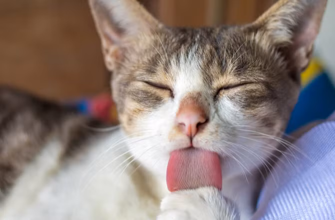 Mèo con mới chào đời có loa tai và ống tai không hoạt động. Chúng chỉ bắt đầu nghe những âm thanh nhỏ vài tuần sau sinh. Ảnh petmd.